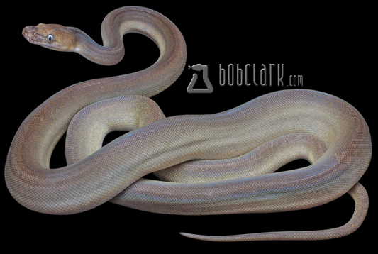 Golden child fire titanium