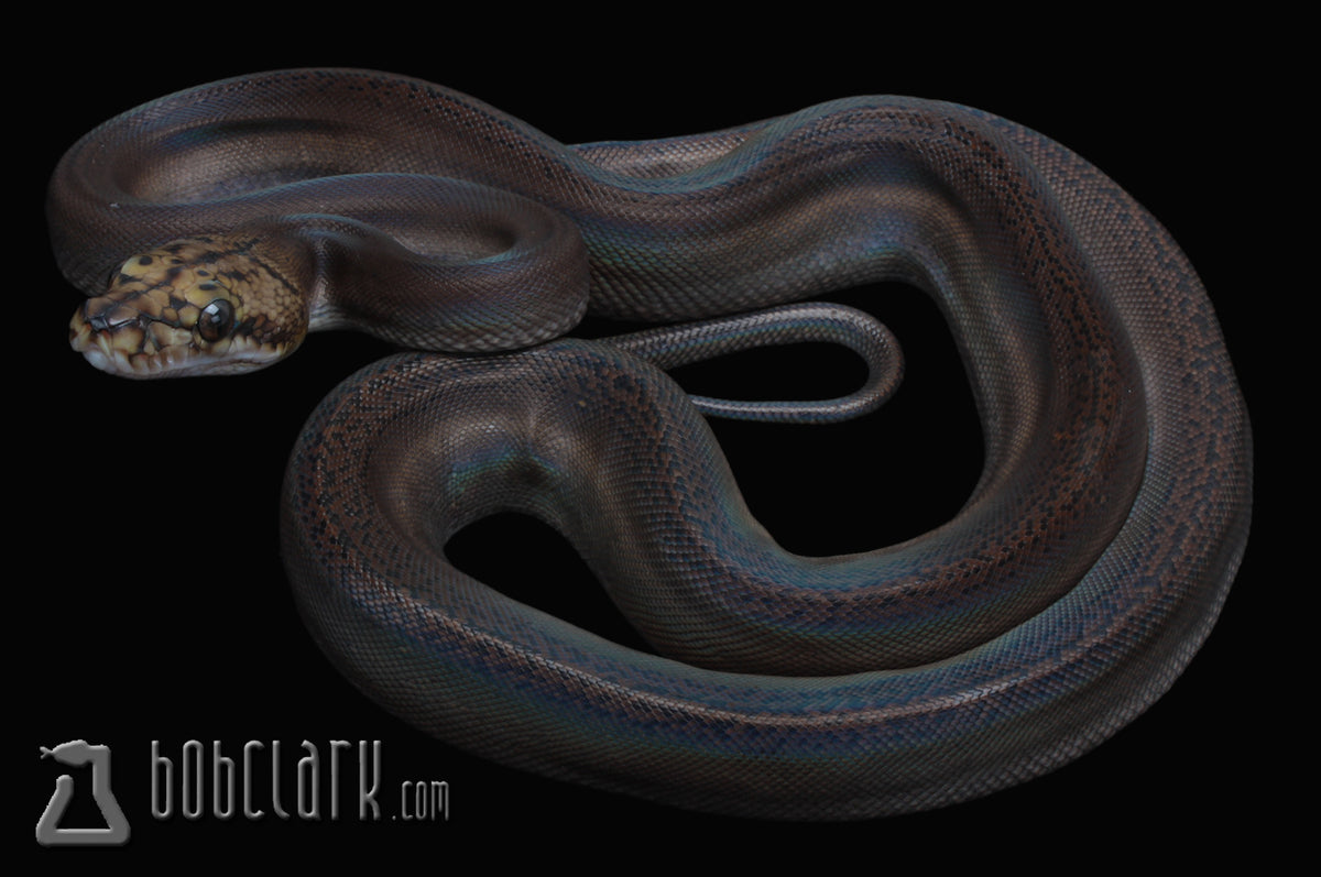 golden child het albino