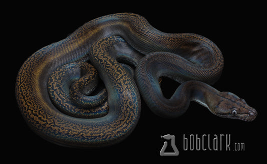 Golden child het pied, 52" male