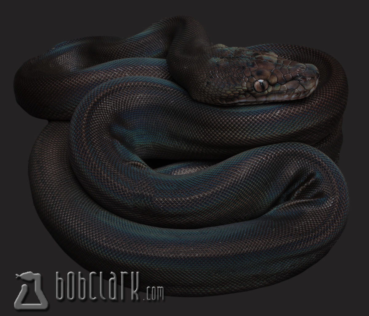 Reticulated Pythons