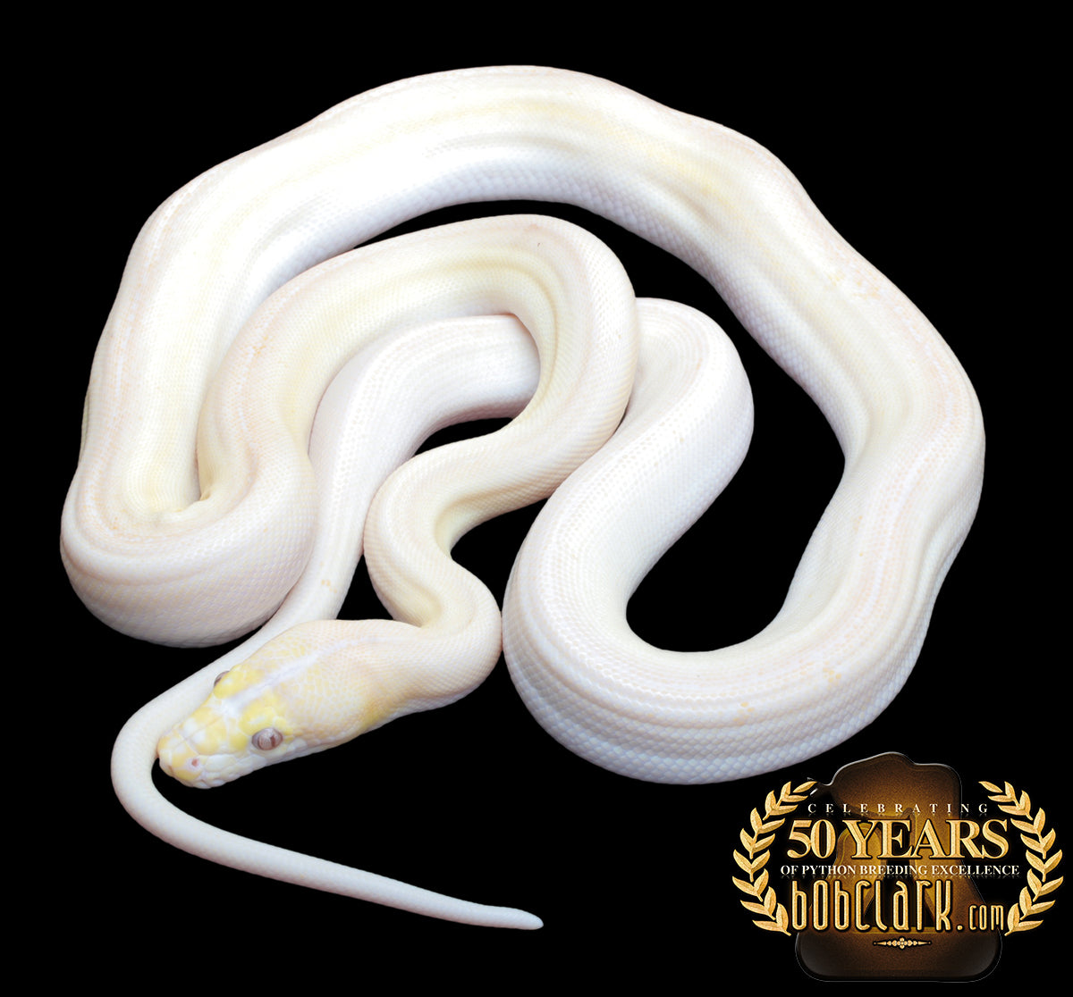 Albino golden child motley