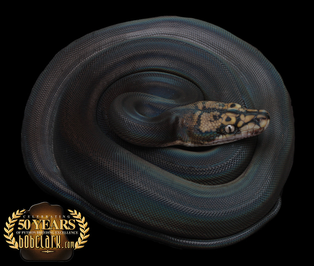 Reticulated Pythons : Motley golden child