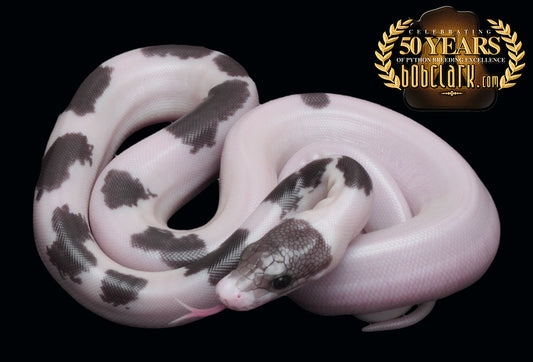 Panda pied (motley golden child pied)