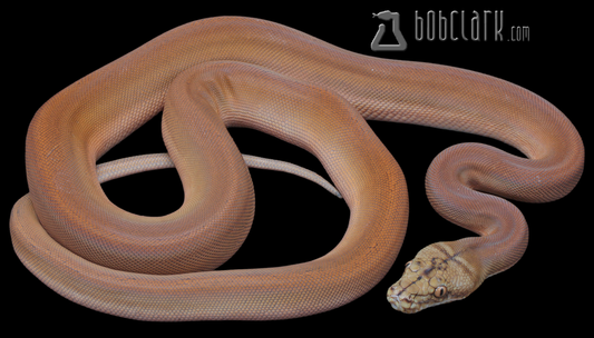 Golden child orange ghost stripe