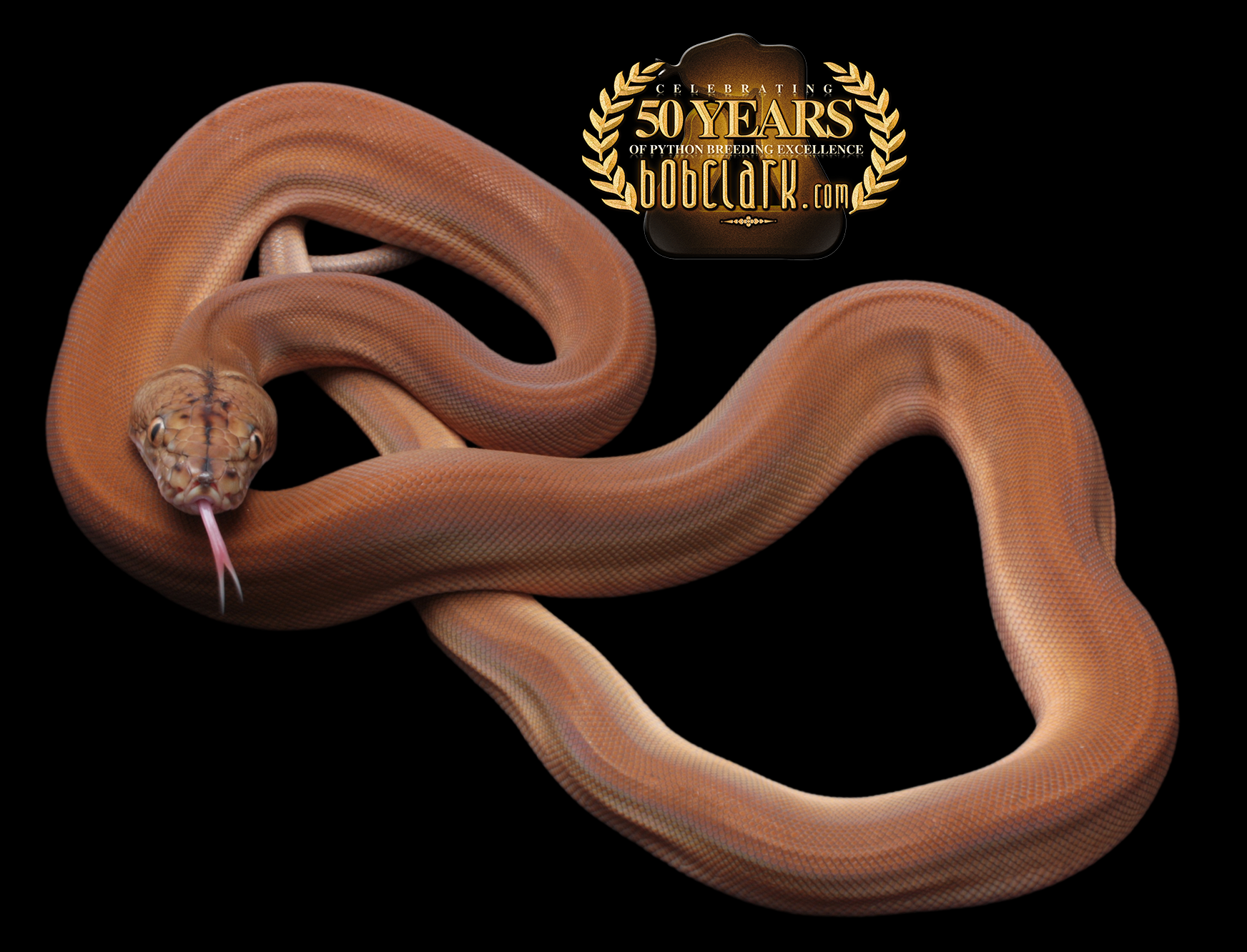 Reticulated Pythons : golden child OGS 66% het anthrax