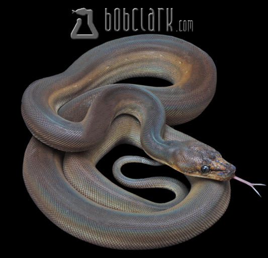 Golden child phantom anthrax pos het purple