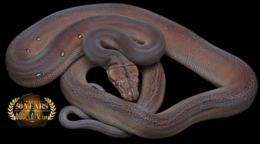 Golden child het albino