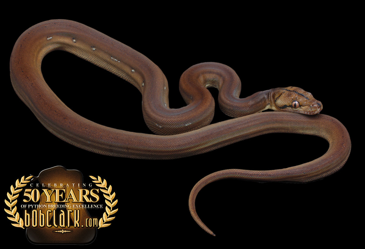 Golden child poss het anthrax and purple