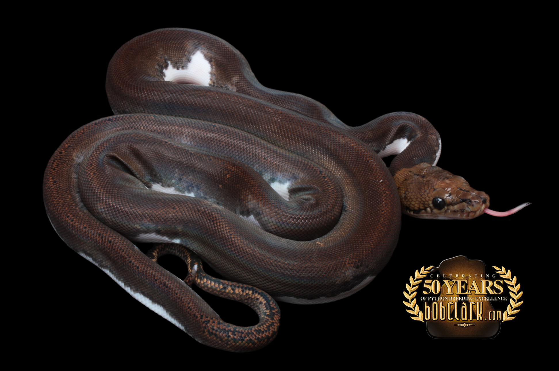 Pied Retic Python Golden child pied