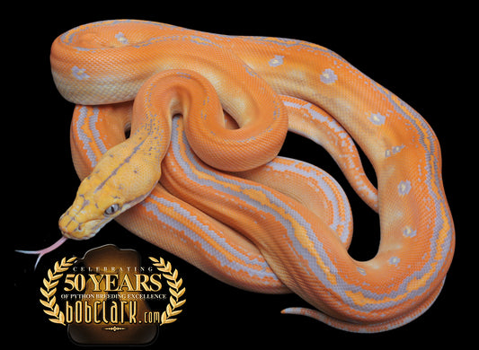 Purple albino golden child