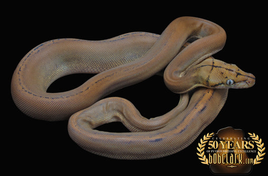 Sunfire golden child het albino or mocha