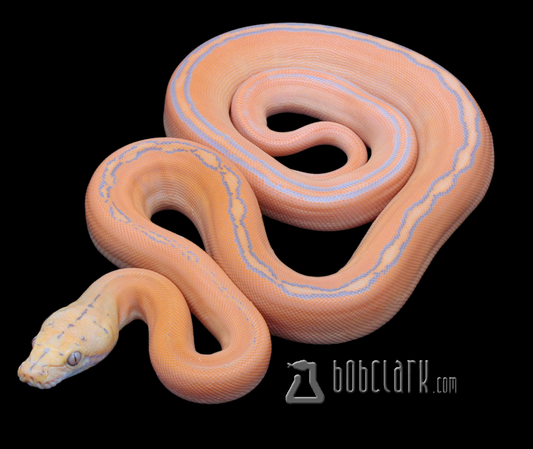 Purple golden child sunfire