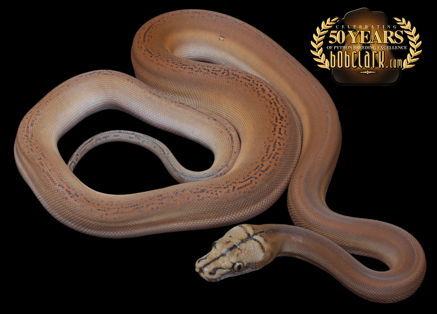 Golden child sunfire het orange ghost stripe poss het albino