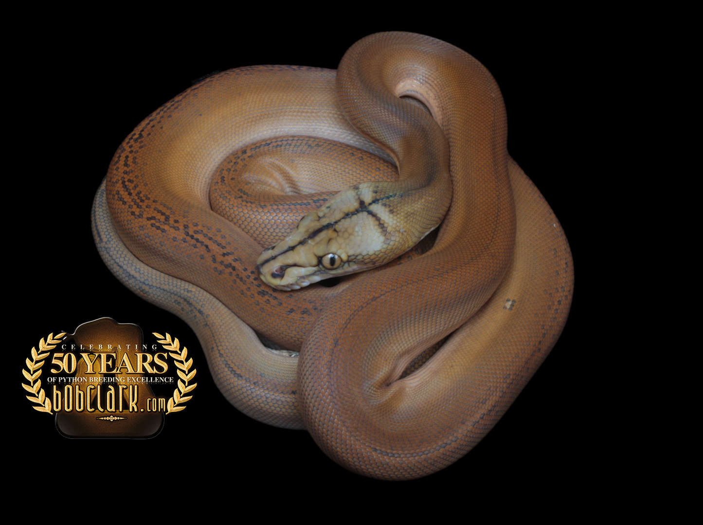 Golden child sunfire OGS poss het albino