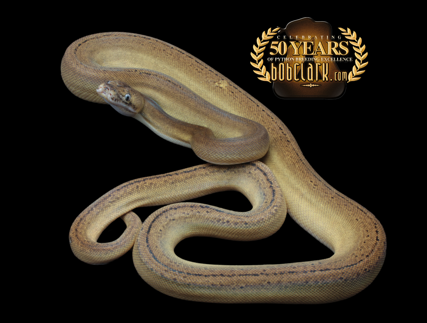 Titanium Royal Python Golden child fire tiger het titanium