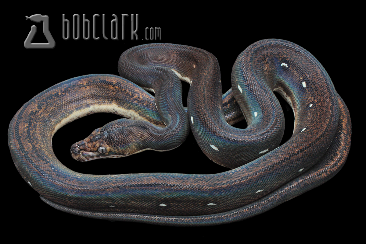 Golden child tiger het pied