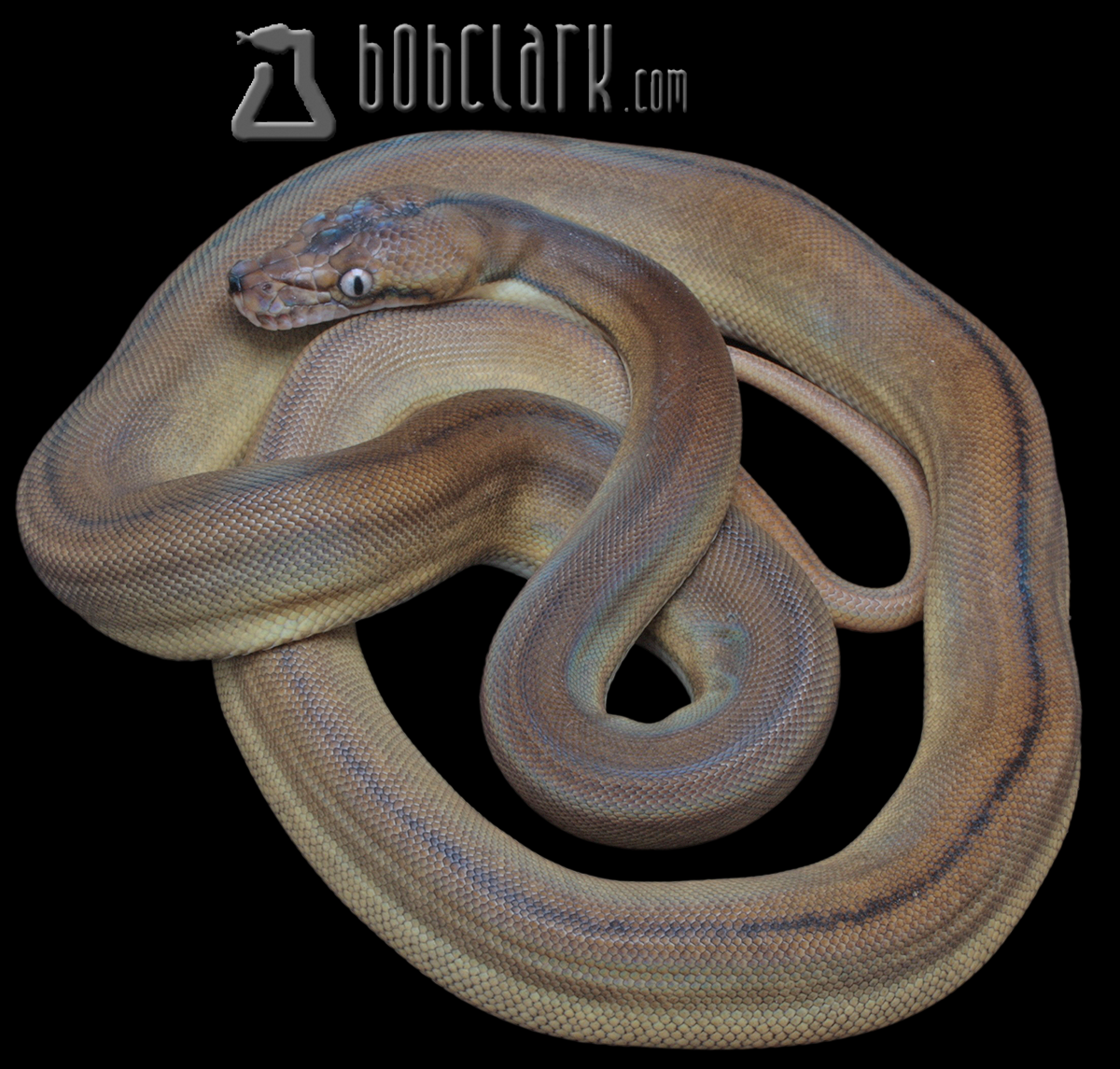 Golden child tiger pos het purple and anthrax