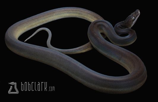 golden child titanium 60" male
