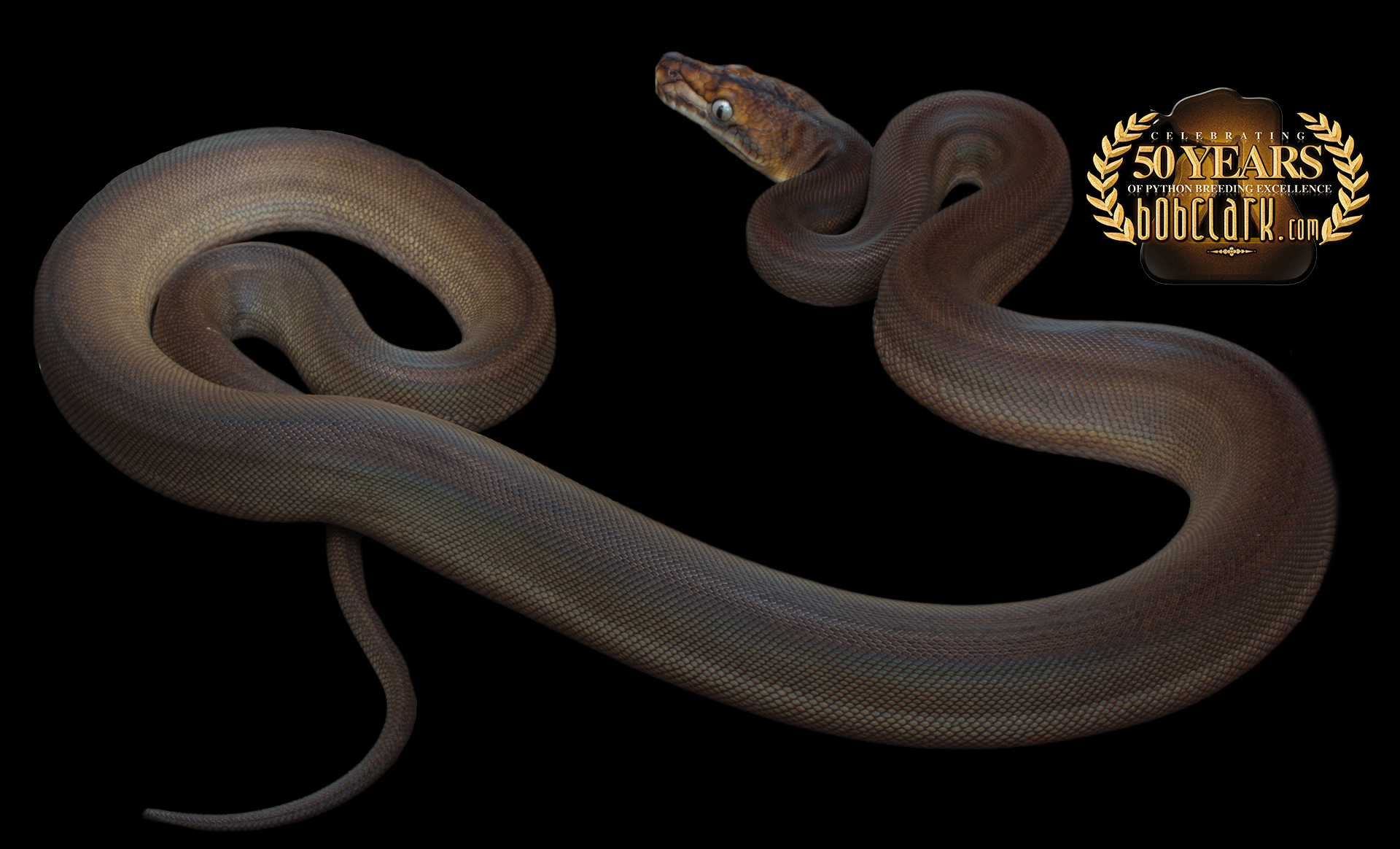 Titanium Royal Python Golden child tiger titanium