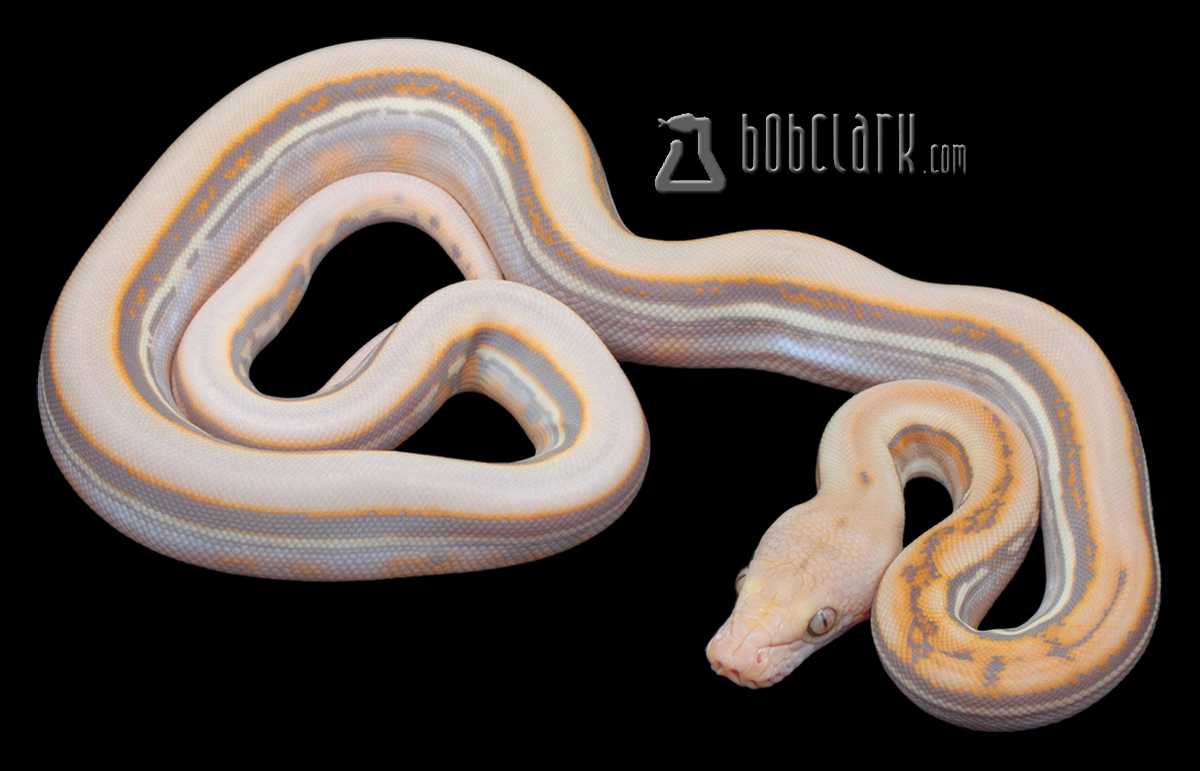 Reticulated Pythons