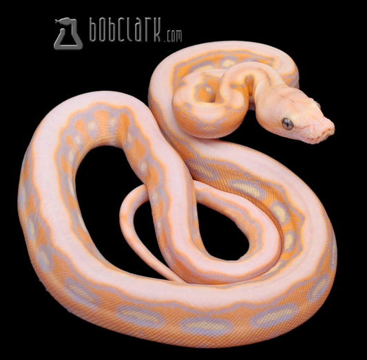 Renick ghost sunfire tiger 100% het Genetic stripe