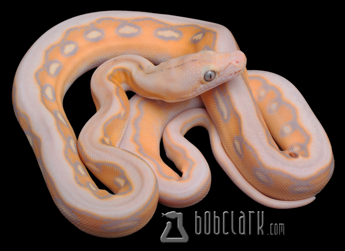 Renick ghost sunfire tiger 100% het Genetic stripe