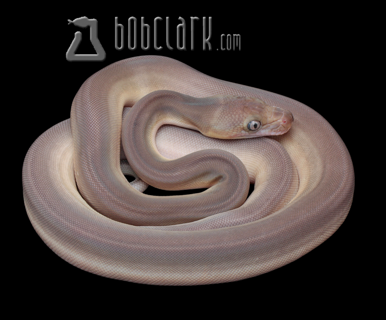 Golden child phantom fire tiger