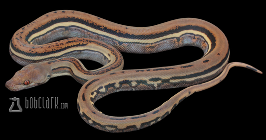 Genetic stripe