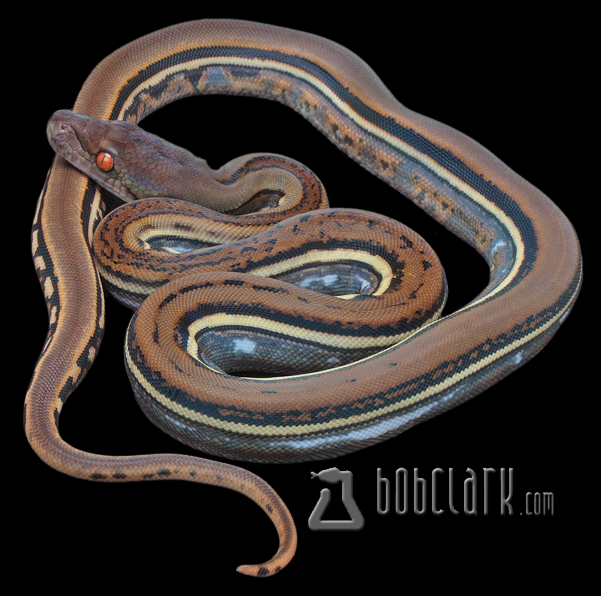 Reticulated Pythons