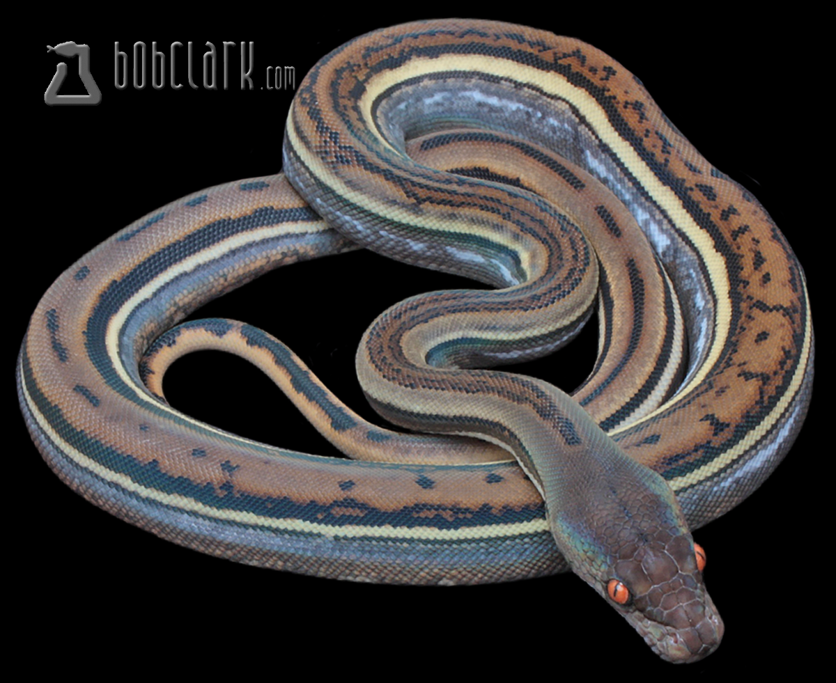 Genetic stripe 100% het Renick ghost