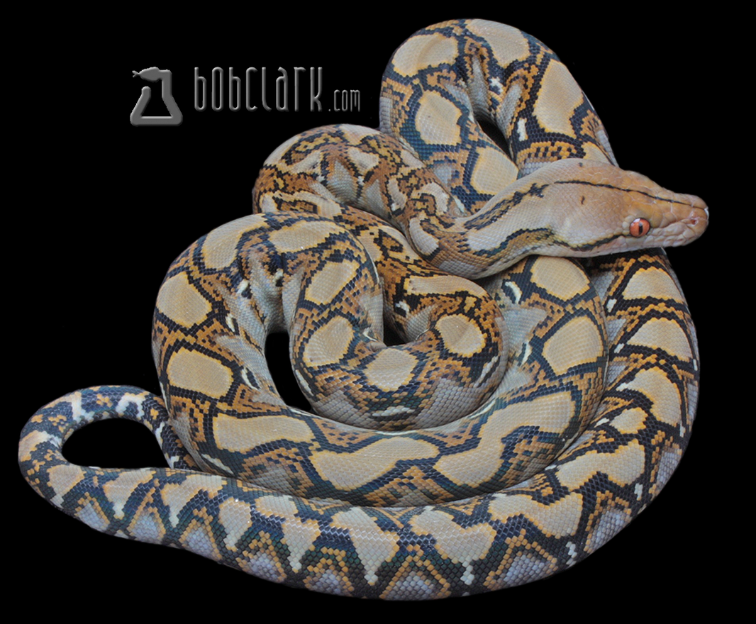 Reticulated Pythons