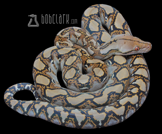 Het albino