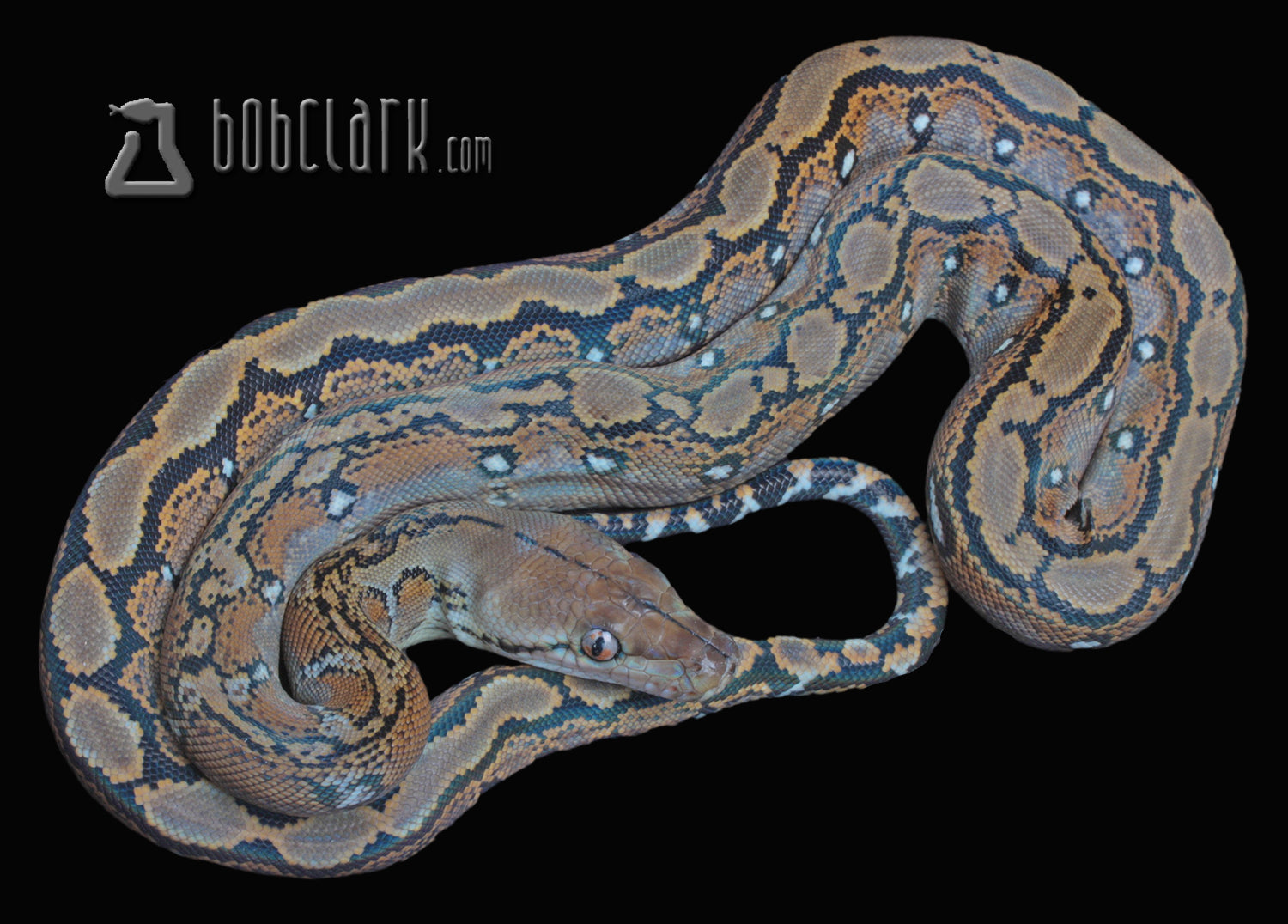 Silver Retic Python het albino Silver Eyes!