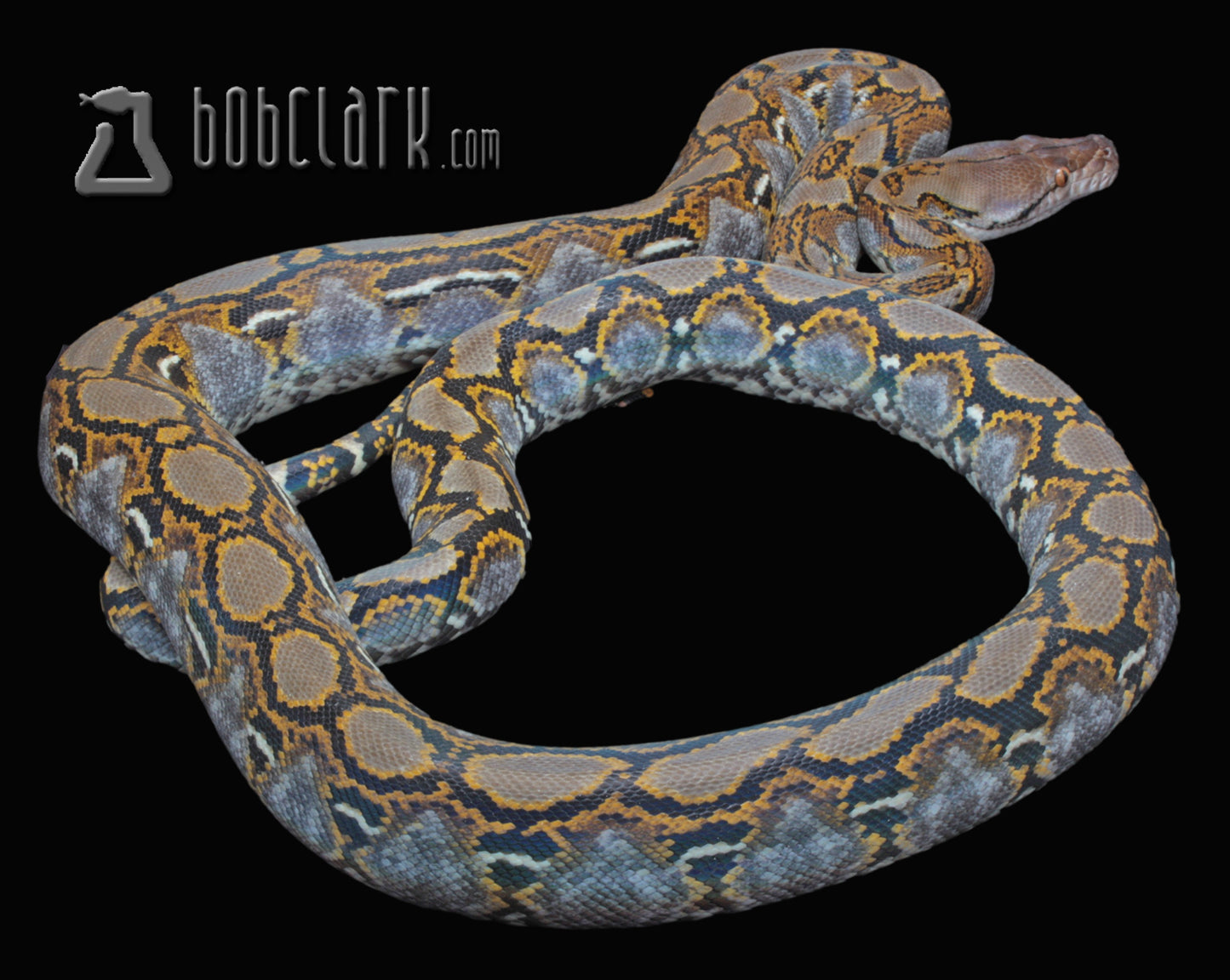 het hypo 72" male