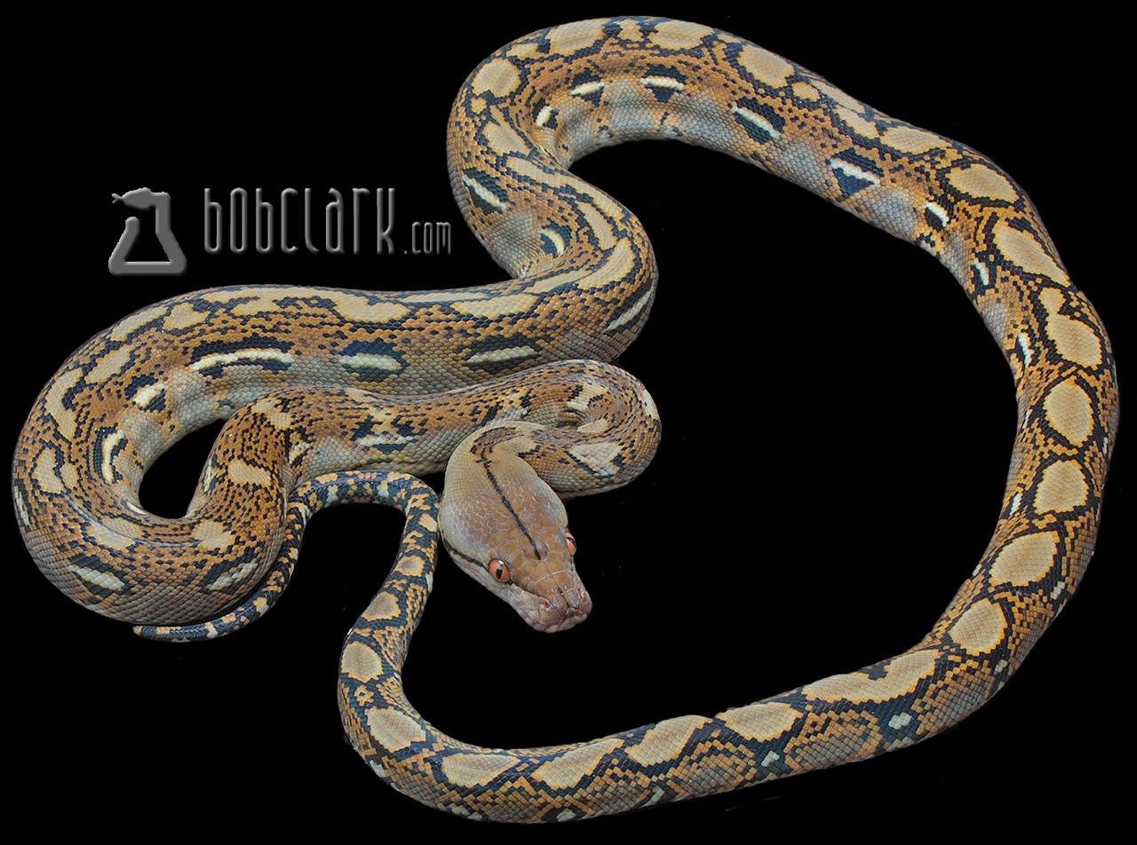 Het orange ghost stripe