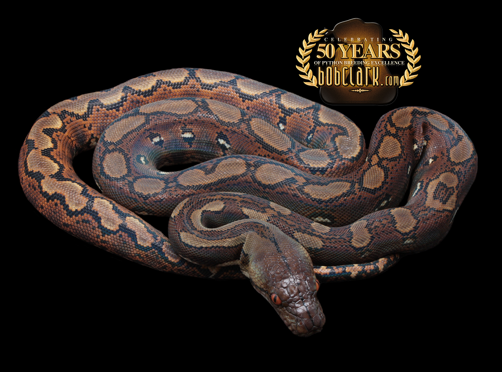 Reticulated Pythons : Het orange ghost stripe