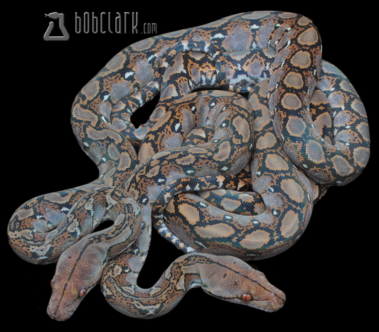 100% het pied male and female pair