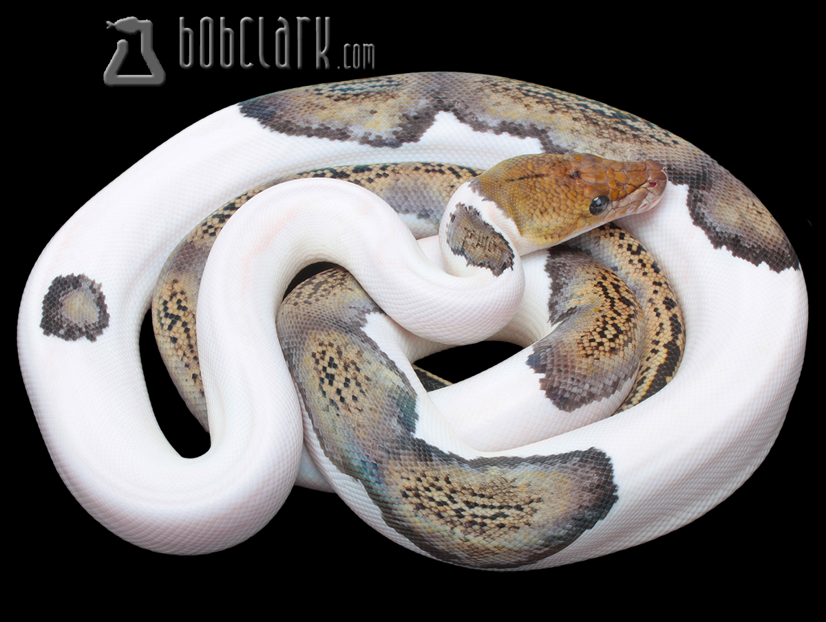 High white pied tiger