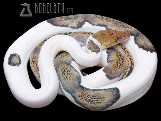 High white pied tiger