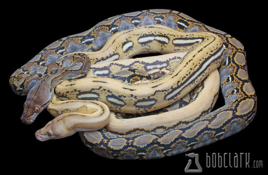 Reticulated Pythons : Blue hypo het pair