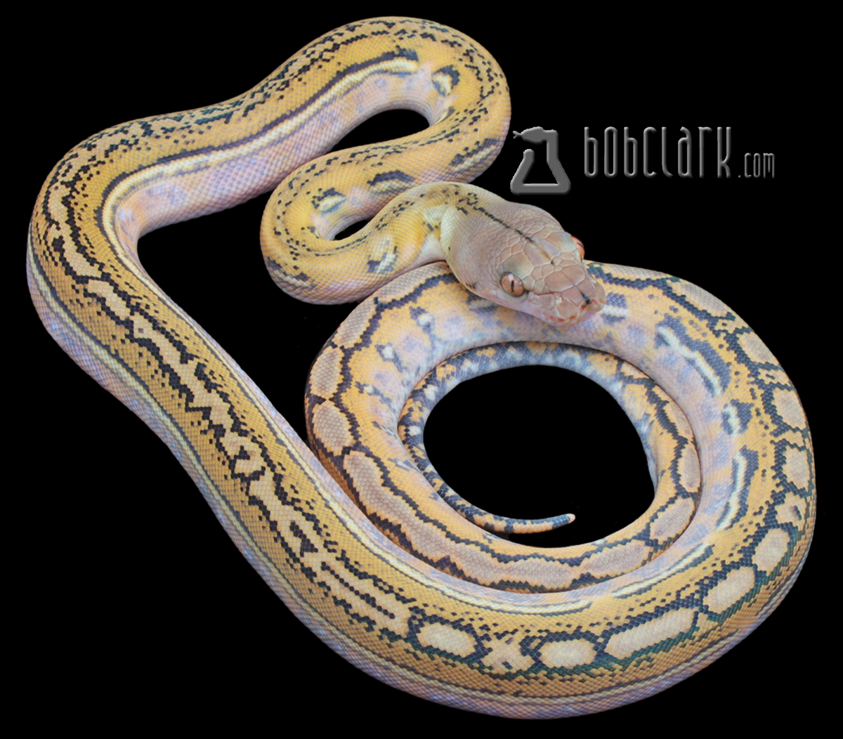 Blue hypo 66% het OGS