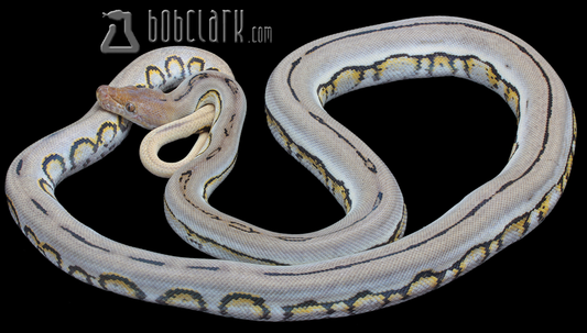 Jaguar het albino 72"