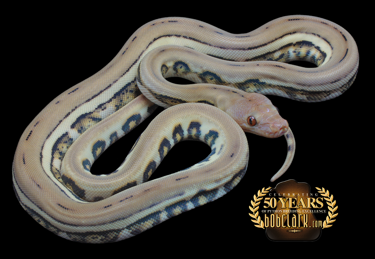 Jaguar het albino