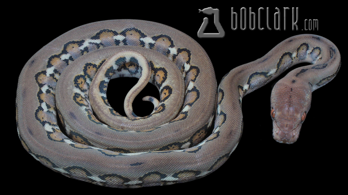 Jaguar het pied