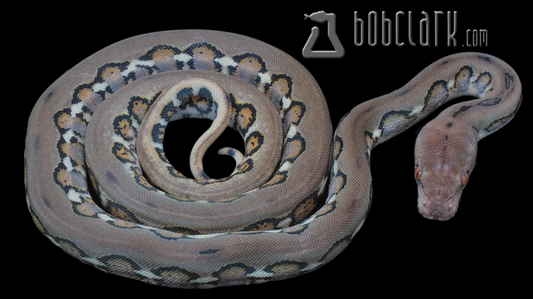 Jaguar het pied