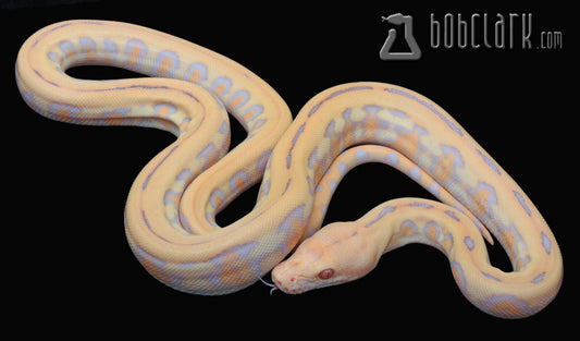 Purple albino Jaguar