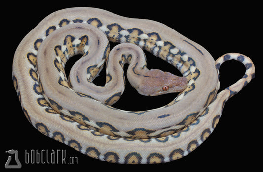 Jaguar sunfire het albino female