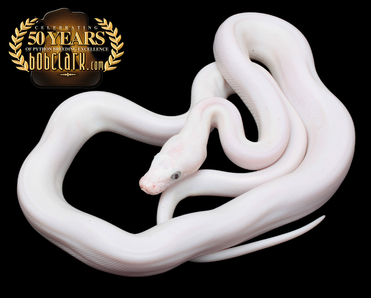 White kalimaya 50% poss het purple albino