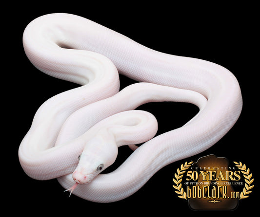 White kalimaya 50% poss het purple albino