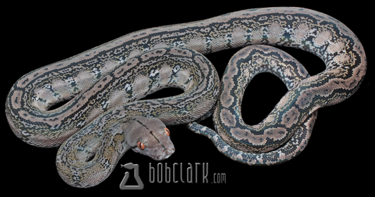 Reticulated Pythons